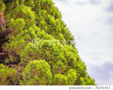 Green pine tree with long needles on a background of cloudy sky. Freshness, nature, concept. Pinus pinea 76791453