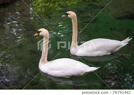 Two graceful white swans swim in the dark water. Two graceful white swans swim in the dark water. 76791462