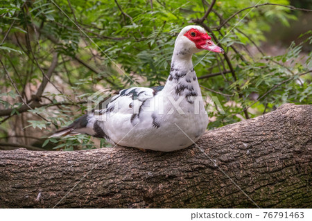 White and black duck with red head, The Muscovy duck, sits on the tree on the shore of the pond. 76791463