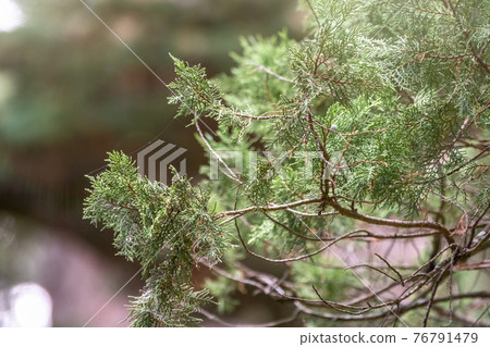 Leaves and cones of a Juniper tree evergreen 76791479