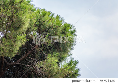 Green pine tree with long needles on a background of cloudy sky. Freshness, nature, concept. Pinus pinea 76791480