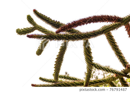Needles of evergreen tree Araucaria araucana,commonly called the Monkey Puzzle Tree, Monkey Tail Tree, Pewen or Chilean Pine 76791487