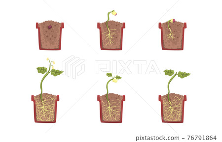 Plant in Pot Growth Stages Set, Development of Houseplant from Seed, Gardening, Farming, Plants Cultivation Cartoon Vector Illustration 76791864