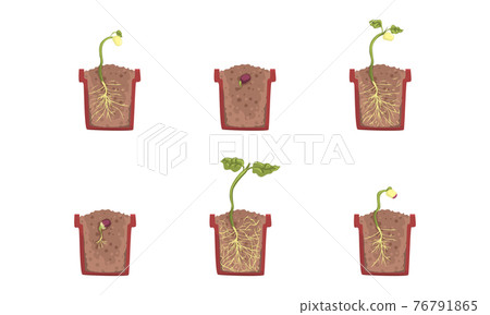 Stages of Plant Growth Set, Growth of Houseplant from Seed, Gardening, Farming, Plants Cultivation Cartoon Vector Illustration 76791865