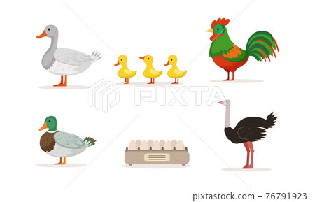 Various Breeds of Poultry Set, Goose, Rooster, Mallard, Ostrich Cartoon Vector Illustration 76791923