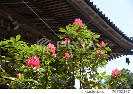 Rhododendron flower Rhododendron flower 76792387