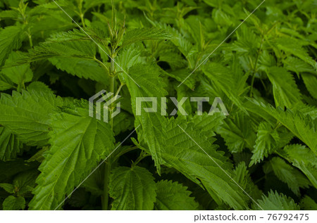 Plant nettle. Nettle with fluffy green leaves. Background Plant nettle grows in the ground. Nettle on natural background. 76792475