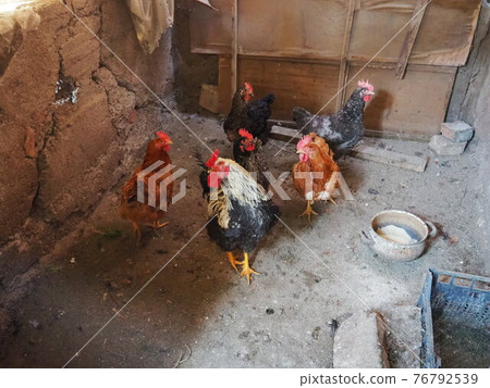 chicken in the barn. Chickens and roosters in a rustic ambience. Brown, variegated birds with red grims on their heads. Rural barn. chicken in the barn. Chickens and roosters in a rustic ambience. Brown, variegated birds with red grims on their heads. Rural barn. 76792539
