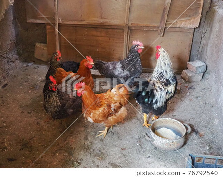 chicken in the barn. Chickens and roosters in a rustic ambience. Brown, variegated birds with red grims on their heads. Rural barn. chicken in the barn. Chickens and roosters in a rustic ambience. Brown, variegated birds with red grims on their heads. Rural barn. 76792540