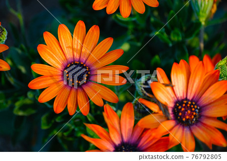 【4月中旬/花】橙子Osteospermum/春花壇盛開 76792805