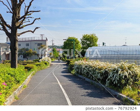 府中市下河原綠道上盛開的小手花 府中市下河原綠道上盛開的小手花 76792924