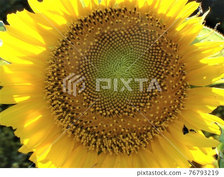 向日葵花 76793219