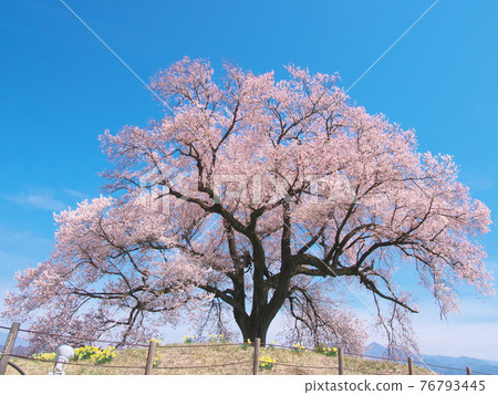 [2021年3月]一棵櫻花樹-櫻花Wanitsuka 76793445