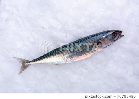 Fresh mackerel in ice Fresh mackerel in ice 76793486