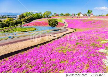 苔蘚福祿考波 76793653