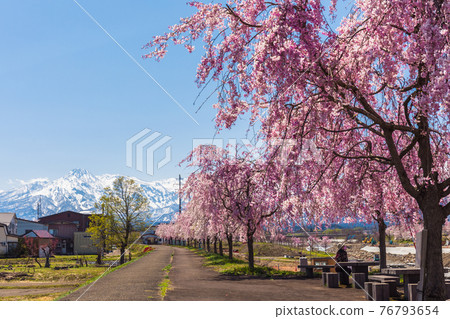 一排排櫻花樹和妙高山 1 76793654