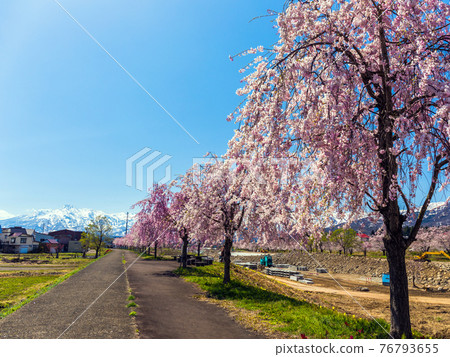 一排排櫻花樹和妙高山 2 一排排櫻花樹和妙高山 2 76793655