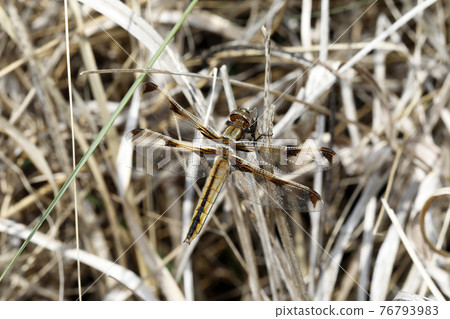 Bekko dragonfly 76793983