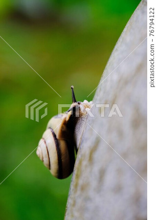 snails snails 76794122