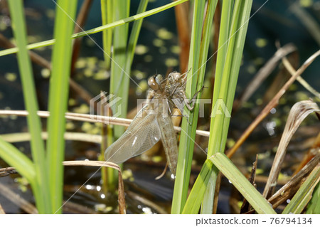Emergence of Libellula Angelina Emergence of Libellula Angelina 76794134