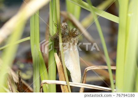 Libellula Angelina的出現 Libellula Angelina的出現 76794180