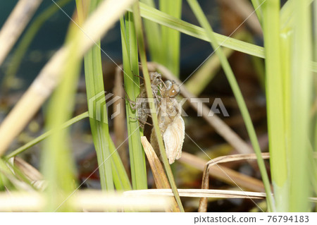 Emergence of Libellula Angelina Emergence of Libellula Angelina 76794183
