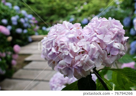 hydrangea hydrangea 76794266