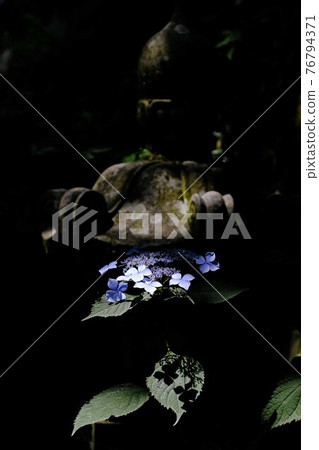 繡球 繡球 76794371