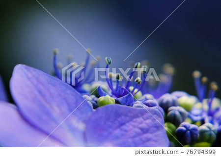 hydrangea hydrangea 76794399
