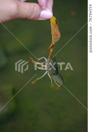 crayfish crayfish 76794554