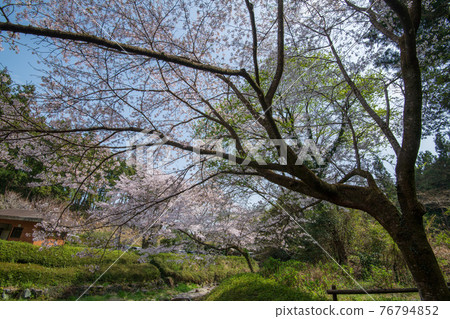 Satoyama Spring Cherry Blossoms in Full Bloom Suzumegawa Dam Lake Park Satoyama Spring Cherry Blossoms in Full Bloom Suzumegawa Dam Lake Park 76794852