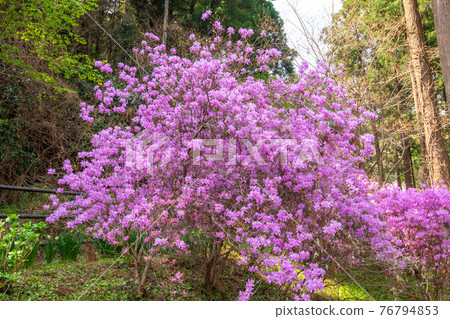 Satoyama Spring Purple Azalea Suzumegawa Dam Lake Park Satoyama Spring Purple Azalea Suzumegawa Dam Lake Park 76794853
