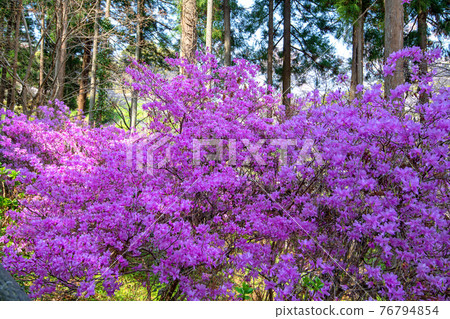 Satoyama Spring Purple Azalea Suzumegawa Dam Lake Park Satoyama Spring Purple Azalea Suzumegawa Dam Lake Park 76794854