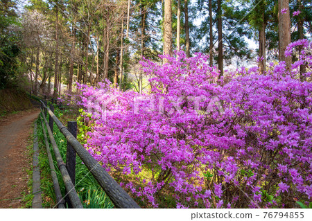 Satoyama Spring Promenade Murasaki Azalea Suzumegawa Dam Lake Park Satoyama Spring Promenade Murasaki Azalea Suzumegawa Dam Lake Park 76794855