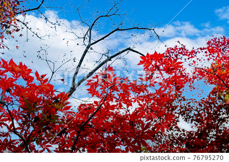 秋葉秋空黃色公園 76795270