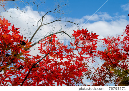 秋葉秋空黃色公園 76795271