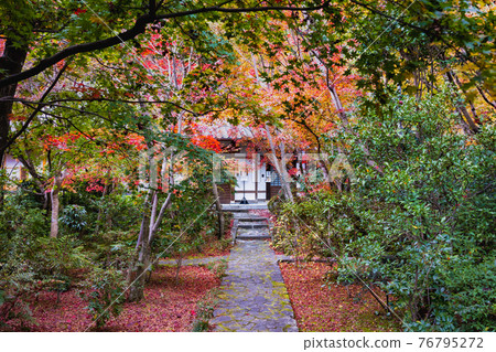 秋葉秋空黃色公園 76795272