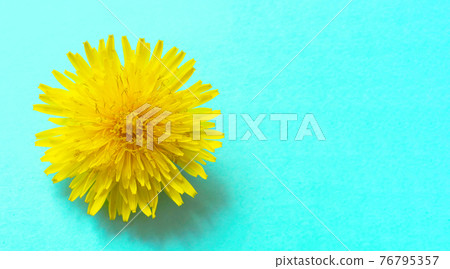 Close-up of dandelion flowers 76795357