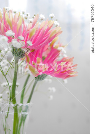 Gerbera and Kasumi grass vase 02 Gerbera and Kasumi grass vase 02 76795546
