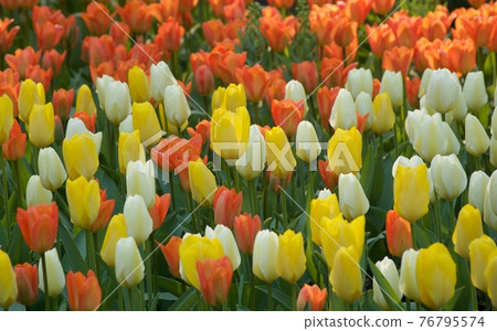 Keukenhof Park Netherlands Keukenhof Park Netherlands 76795574