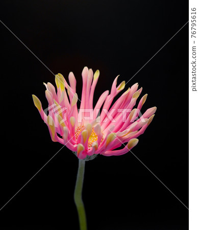 非洲菊(Pastini 威尼斯) 10 非洲菊(Pastini 威尼斯) 10 76795616