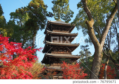 Ninnaji Temple Kyoto scenery Ninnaji Temple Kyoto scenery 76795671