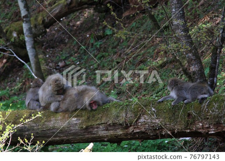 Kamikochi: A flock of monkeys 76797143
