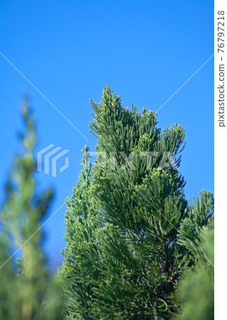Young leaves of Hiba in the blue sky Young leaves of Hiba in the blue sky 76797218