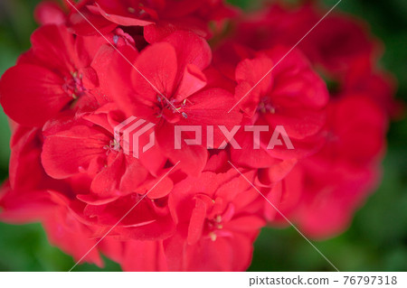 深紅色的Zeanum 深紅色的Zeanum 76797318