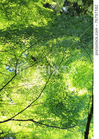 Saltwater Kannon's azalea Saltwater Kannon's azalea 76797382