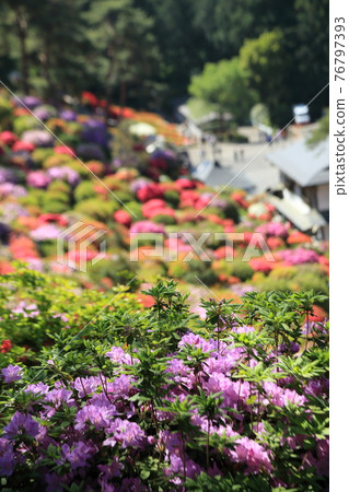 Saltwater Kannon's azalea Saltwater Kannon's azalea 76797393