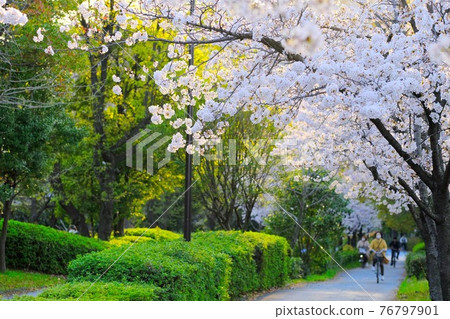 櫻花盛開時的小野川綠院路 76797901