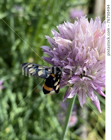 Purple chrysanthemum, close up. Summer weather, nobody 76798494