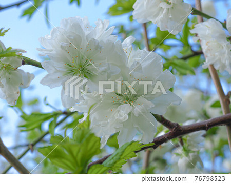 White double cherry blossoms 76798523
